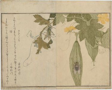 Kitagawa Utamaro: Cicada (Semi) and Grasshopper (Kirigirisu), from the album Ehon mushi erami (Picture Book: Selected Insects) - Museum of Fine Arts