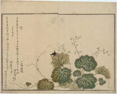 Kitagawa Utamaro: Cricket (Kôrogi) and Earthworm (Mimizu), from the album Ehon mushi erami (Picture Book: Selected Insects) - Museum of Fine Arts
