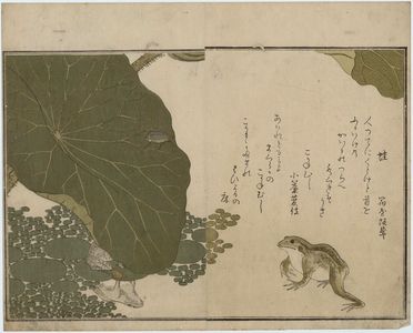 喜多川歌麿: Frog (Kaeru) and Gold Beetle (Koganemushi), from the album Ehon mushi erami (Picture Book: Selected Insects) - ボストン美術館