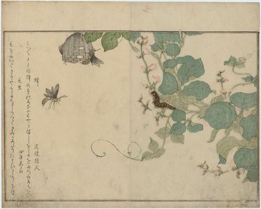 喜多川歌麿: Hairy Caterpillar (Kemushi) and Paper Wasp (Hachi), from the album Ehon mushi erami (Picture Book: Selected Insects) - ボストン美術館
