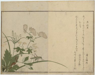喜多川歌麿: Katydid (Umaoimushi) and Centipede (Mukade), from the album Ehon mushi erami (Picture Book: Selected Insects) - ボストン美術館