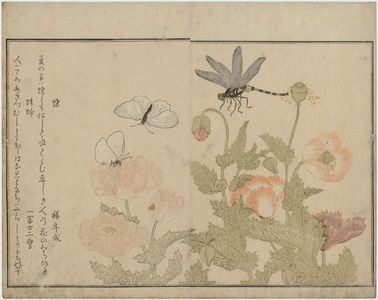 Kitagawa Utamaro: Dragonfly (Tonbô) and Butterflies (Chô), from the album Ehon mushi erami (Picture Book: Selected Insects) - Museum of Fine Arts