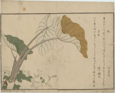 喜多川歌麿: Green Caterpillar (Imomushi) and Horsefly (Abu), from the album Ehon mushi erami (Picture Book: Selected Insects) - ボストン美術館
