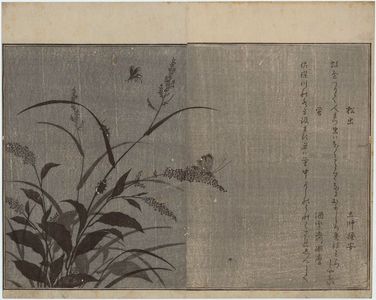 喜多川歌麿: Tree Cricket (Matsumushi) and Firefly (Hotaru), from the album Ehon mushi erami (Picture Book: Selected Insects) - ボストン美術館