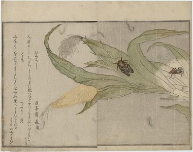 喜多川歌麿: Spider (Kumo) and Evening Cicada (Higurashi), from the album Ehon mushi erami (Picture Book: Selected Insects) - ボストン美術館