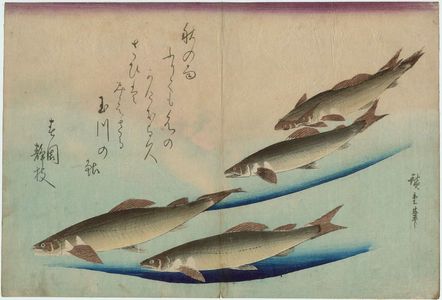 Utagawa Hiroshige: Trout, from an untitled series known as Large Fish - Museum of Fine Arts