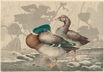 Kobayashi Kiyochika: Two Ducks by a Lotus Pond - Museum of Fine Arts