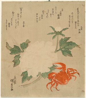 歌川国貞: Crab and Peonies - ボストン美術館