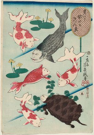 Ochiai Yoshiiku: Mitate nita ka kingyô - Museum of Fine Arts
