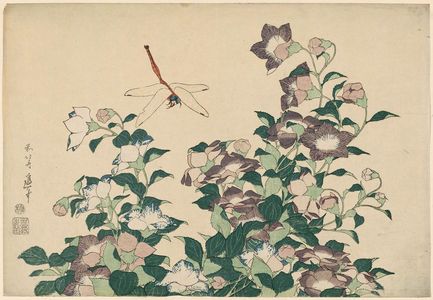 葛飾北斎: Bellflower and Dragonfly, from an untitled series known as Large Flowers - ボストン美術館