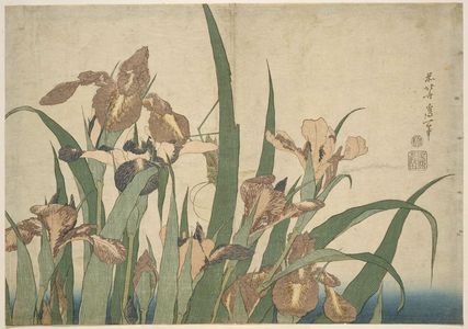 葛飾北斎: Irises and Grasshopper, from an untitled series known as Large Flowers - ボストン美術館