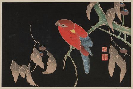 Jakuchu: Ishizuri. Parrot on oak? branch, acorns - Museum of Fine Arts
