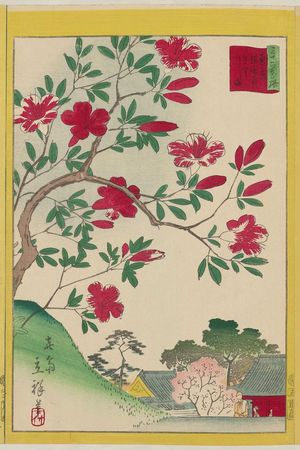 二歌川広重: Kirishima Azaleas at Gokoku-ji Temple in Tokyo (Tôkyô Gôkoku-ji kirishima), from the series Thirty-six Selected Flowers (Sanjûrokkasen) - ボストン美術館