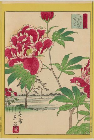 二歌川広重: Peonies at Hundred Flower Garden in Tokyo (Tôkyô Hyakkaen shakuyaku), from the series Thirty-six Selected Flowers (Sanjûrokkasen) - ボストン美術館