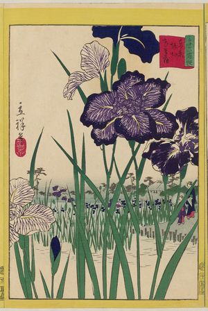 二歌川広重: Irises at Horikiri in Tokyo (Tôkyô Horikiri hana shôbu), from the series Thirty-six Selected Flowers (Sanjûrokkasen) - ボストン美術館
