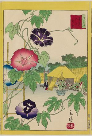 Utagawa Hiroshige II: Morning Glories at Iriya in the Eastern Capital (Tôto Iriya asagao), from the series Thirty-six Selected Flowers (Sanjûrokkasen) - Museum of Fine Arts