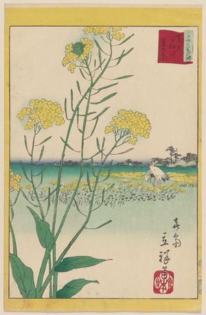 Utagawa Hiroshige II, 二歌川広重 (Utagawa Hiroshige II (Shigenobu))による浮世絵「Canola Flowers at the Komatsu River in Tokyo (Tôkyô Komatsugawa na no hana), from the series Thirty-six Selected Flowers (Sanjûrokkasen)」