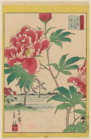 Utagawa Hiroshige II: 「三十六花撰」「東京百花園芍薬」 「十八 
