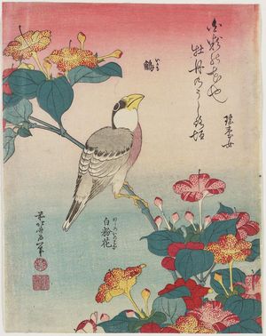 Katsushika Hokusai: Hawfinch and Marvel-of-Peru (Ikaru, oshiroi no hana), from an untitled series known as Small Flowers - Museum of Fine Arts