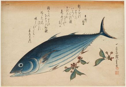 Utagawa Hiroshige: Bonito and Saxifrage, from an untitled series known as Large Fish - Museum of Fine Arts
