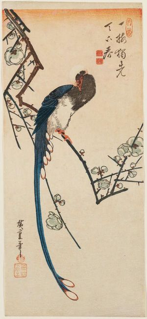 歌川広重: Long-tailed Bird on Flowering Plum Branch - ボストン美術館