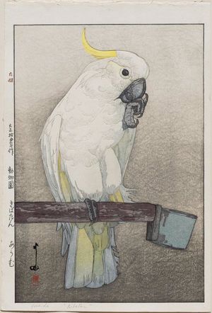 Yoshida Hiroshi: Kibatan Parrot (Kibatan ômu), from the series Zoo (Dôbutsuen) - Museum of Fine Arts