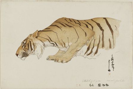 吉田博: Sketch of Tiger (Tora), from the series Zoo (Dôbutsuen) - ボストン美術館