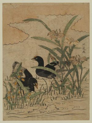 Isoda Koryusai: Waterbirds and Iris - Museum of Fine Arts