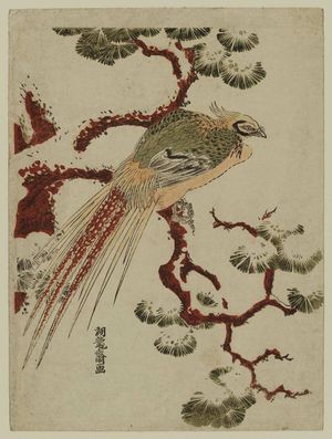 Isoda Koryusai: Golden Pheasant on Snowy Pine Branch - Museum of Fine Arts