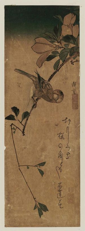 Utagawa Hiroshige: Finch on Magnolia Branch - Museum of Fine Arts
