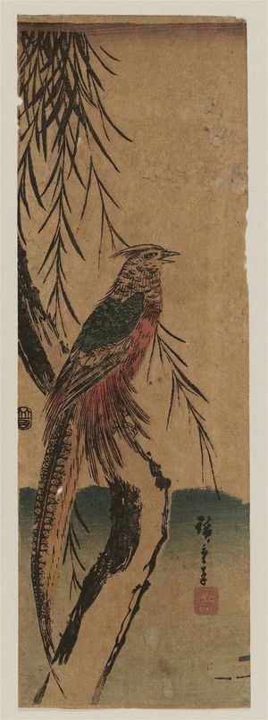 Utagawa Hiroshige: Golden Pheasant in Willow Tree - Museum of Fine Arts