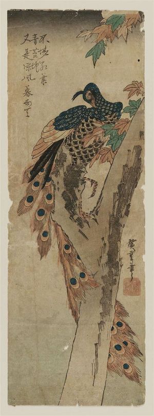 Utagawa Hiroshige: Peacock in a Maple Tree - Museum of Fine Arts