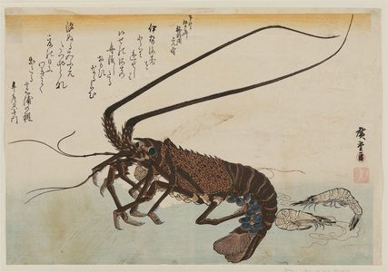 Utagawa Hiroshige: Spiny Lobster and Shrimp, from an untitled series known as Large Fish - Museum of Fine Arts