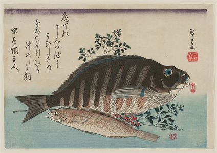 歌川広重: Striped Sea Bream, Rock-trout, and Nandina, from an untitled series known as Large Fish - ボストン美術館