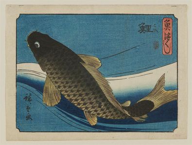 歌川広重: Carp (Koi), from the series An Assortment of Fish (Uo tsukushi) - ボストン美術館