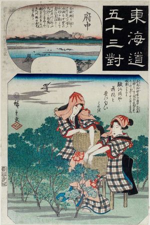 Utagawa Hiroshige: Fuchû: Women Picking Tea Leaves, from the series Fifty-three Pairings for the Tôkaidô Road (Tôkaidô gojûsan tsui) - Museum of Fine Arts
