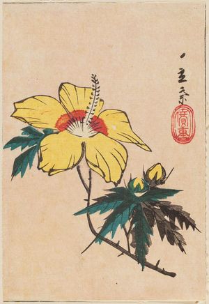 Utagawa Hiroshige, 歌川広重 (Utagawa Hiroshige I)による浮世絵「Yellow Hibiscus, cut from an unidentified harimaze sheet」