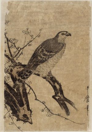 喜多川歌麿: Hawk on a Plum Branch - ボストン美術館