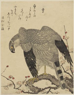 Kitagawa Utamaro: Falcon (Taka), from the album Momo chidori kyôka awase (Myriad Birds: A Kyôka Competition) - Museum of Fine Arts