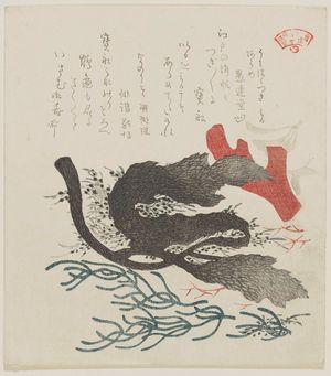 窪俊満: Three Types of Seaweed (Umihozuki miru arame), from the series Seawed for the Kasumi Circle (Kasumiren kaisô awase) - ボストン美術館