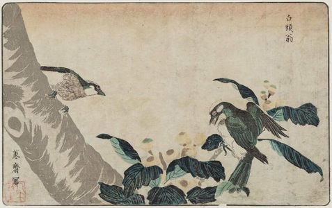 北尾政美: Gray Starling (Hakutô-ô) in Loquat Tree, reprinted from the album Kaihaku raikin zui (A Compendium of Pictures of Birds Imported from Overseas) - ボストン美術館