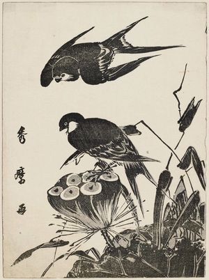 喜多川秀麿: Swallows and Lotus Pod - ボストン美術館