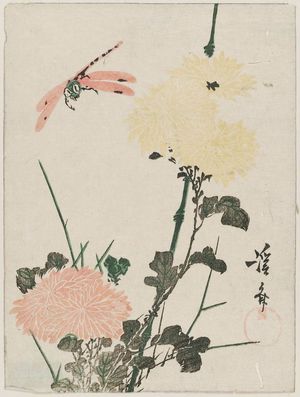 渓斉英泉: Chrysanthemums and Dragonfly - ボストン美術館