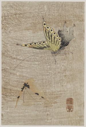 Keisai Eisen: Butterflies - Museum of Fine Arts