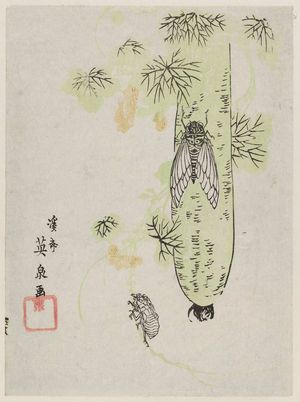 渓斉英泉: Gourd Vine, Cicada, and Empty Shell - ボストン美術館