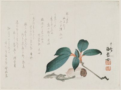 Baigaku-jo: Persimmon branch, trout (symbols of autumn), dried persimmon - ボストン美術館