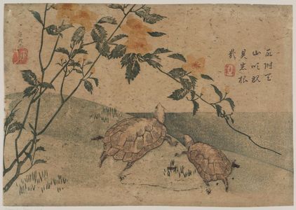 Katsushika Hokusai: Two Turtles and Kerria Roses (Yamabuki) - Museum of Fine Arts