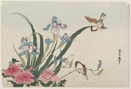葛飾北斎: Iris, Peonies, Sparrows, and Dragonfly - ボストン美術館