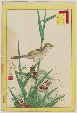 Nakayama Sûgakudô: No. 13 from the series Forty-eight Hawks Drawn from Life (Shô utsushi yonjû-hachi taka) - ボストン美術館