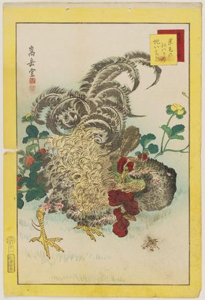 Nakayama Sûgakudô: No. 11 from the series Forty-eight Hawks Drawn from Life (Shô utsushi yonjû-hachi taka) - Museum of Fine Arts